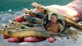 Foto : Ilustrasi udang vaname/kepala DKP Halbar || Iin Afriyanti