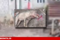 Tampak babi hutan yang mati dipukul warga usai menyerang ibu dan anak di Kelurahan Rua || Foto : istimewa