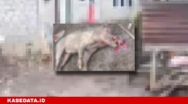 Tampak babi hutan yang mati dipukul warga usai menyerang ibu dan anak di Kelurahan Rua || Foto : istimewa
