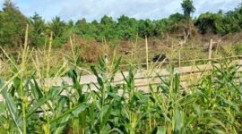 Lahan kebun jagung di Desa Kabau Pantai, Kecamatan Sulabesi Barat || Karno Pora