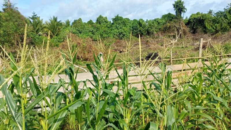 Lahan kebun jagung di Desa Kabau Pantai, Kecamatan Sulabesi Barat || Karno Pora