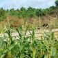 Lahan kebun jagung di Desa Kabau Pantai, Kecamatan Sulabesi Barat || Karno Pora