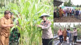 Rombongan Kapolres Ternate saat menggelar panen di lahan milik kelompok tani Kelurahan Sulamadaha/Bantuan dari Kapolres Ternate kepada kelompok tani bukit alun-alun || dok : istimewa