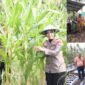 Rombongan Kapolres Ternate saat menggelar panen di lahan milik kelompok tani Kelurahan Sulamadaha/Bantuan dari Kapolres Ternate kepada kelompok tani bukit alun-alun || dok : istimewa