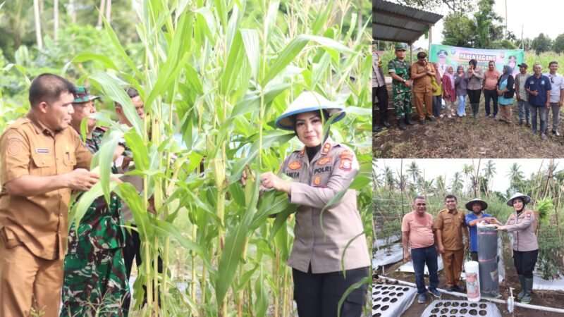 Rombongan Kapolres Ternate saat menggelar panen di lahan milik kelompok tani Kelurahan Sulamadaha/Bantuan dari Kapolres Ternate kepada kelompok tani bukit alun-alun || dok : istimewa