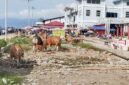 Pemandangan sapi berkeliaran di sekitar Pasar Ikan Bersih, Desa Fatce, Kecamatan Sanana || Foto : karno_kasedata