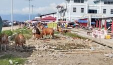 Pemandangan sapi berkeliaran di sekitar Pasar Ikan Bersih, Desa Fatce, Kecamatan Sanana || Foto : karno_kasedata