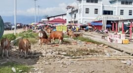 Pemandangan sapi berkeliaran di sekitar Pasar Ikan Bersih, Desa Fatce, Kecamatan Sanana || Foto : karno_kasedata