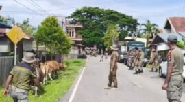 Suasana penindakan hawan ternak yang berkeliaran di jalan raya kota Sanana || Foto : karno _kasedata