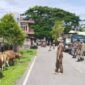 Suasana penindakan hawan ternak yang berkeliaran di jalan raya kota Sanana || Foto : karno _kasedata
