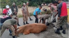 Sejumlah anggota Satpol - PP Kepulauan Sula saat mengamankan ternak sapi milik warga.