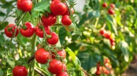 Foto : Ilustrasi tanaman tomat