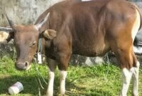 Seekor sapi kurban yang didatangkan dari anak rantau, putra Desa Waiu yang jauh dari kampung halaman || Foto : karno_kasedata