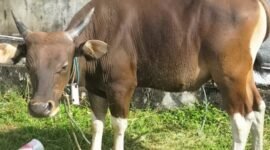 Seekor sapi kurban yang didatangkan dari anak rantau, putra Desa Waiu yang jauh dari kampung halaman || Foto : karno_kasedata