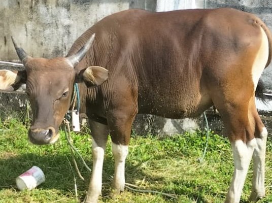 Seekor sapi kurban yang didatangkan dari anak rantau, putra Desa Waiu yang jauh dari kampung halaman || Foto : karno_kasedata