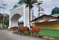 Sapi yang berkeliaran di sekitar Masjid Raya Sanana || Foto : karno_kasedata