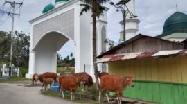 Sapi yang berkeliaran di sekitar Masjid Raya Sanana || Foto : karno_kasedata