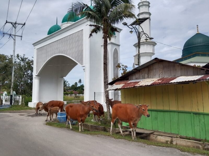 Sapi yang berkeliaran di sekitar Masjid Raya Sanana || Foto : karno_kasedata