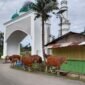 Sapi yang berkeliaran di sekitar Masjid Raya Sanana || Foto : karno_kasedata