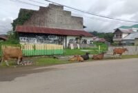 H-3 kunjungan Kemenkes RI sejumlah sapi masih berkeliaran di bahu jalan || Foto : karno_kasedata