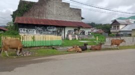 H-3 kunjungan Kemenkes RI sejumlah sapi masih berkeliaran di bahu jalan || Foto : karno_kasedata