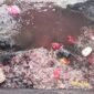 Limbah ikan dan daging sapi saat dibuang ke laut [Foto : Sukarsi/Kasedata]