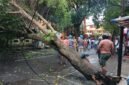 Pohon tumbang di jalan siswa Kota Ternate pada Selasa sore