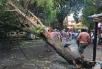 Pohon tumbang di jalan siswa Kota Ternate pada Selasa sore