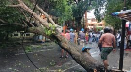 Pohon tumbang di jalan siswa Kota Ternate pada Selasa sore