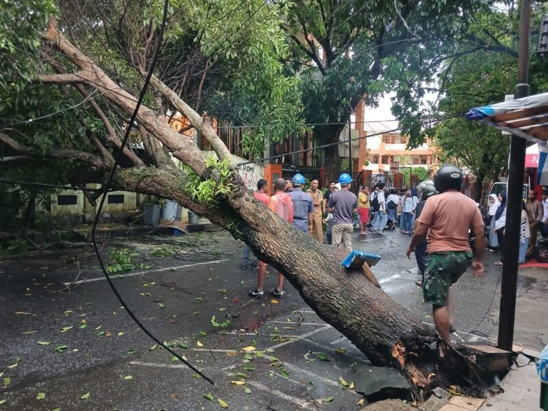Pohon tumbang di jalan siswa Kota Ternate pada Selasa sore