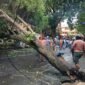 Pohon tumbang di jalan siswa Kota Ternate pada Selasa sore
