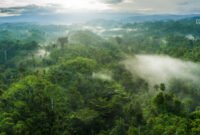 Hutan Halmahera [Foto :Yayasan EcoNusa]