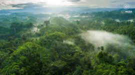 Hutan Halmahera [Foto :Yayasan EcoNusa]