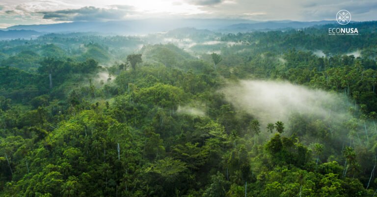 Hutan Halmahera [Foto :Yayasan EcoNusa]