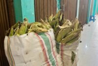 Jagung asal Tobole yang siap dijual oleh pedagang di Kota Ternate [Foto : sukarsi/kasedata]