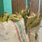 Jagung asal Tobole yang siap dijual oleh pedagang di Kota Ternate [Foto : sukarsi/kasedata]