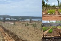 Program penghijauan oleh PT Smart Marsindo dengan melibatkan masyarakat Pulau Gebe