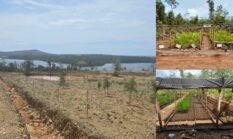 PT Smart Marsindo Tanam 4.000 Pohon untuk Pulihkan Ekosistim Pulau Gebe