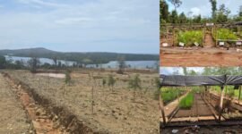 Program penghijauan oleh PT Smart Marsindo dengan melibatkan masyarakat Pulau Gebe