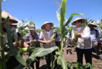 Kepala Dinas Pendidikan dan Kebudayaan Maluku Utara, Abubakar Abdullah dan Wakil Gubernur H. Sarbin Sehe panen 2 ton jagung di SMK Negeri 4 Tikep. || dok : Ilham/Dikbud Malut