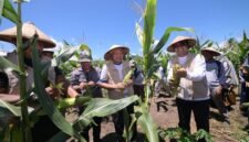 Kepala Dinas Pendidikan dan Kebudayaan Maluku Utara, Abubakar Abdullah dan Wakil Gubernur H. Sarbin Sehe panen 2 ton jagung di SMK Negeri 4 Tikep. || dok : Ilham/Dikbud Malut