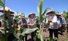 Pemprov Malut dan Dikbud Antar SMK Negeri 4 Tikep Panen 2 Ton Jagung