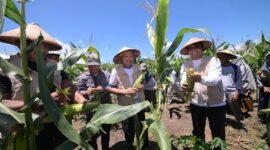 Kepala Dinas Pendidikan dan Kebudayaan Maluku Utara, Abubakar Abdullah dan Wakil Gubernur H. Sarbin Sehe panen 2 ton jagung di SMK Negeri 4 Tikep. || dok : Ilham/Dikbud Malut