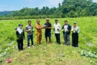 Panen perdana semangka dari lahan demplot kelompok tani Wairoro Indah. Panen ini sukses menembus 10 ton hanya dalam dua hari. || dok : Ilham/TEKAD Halteng