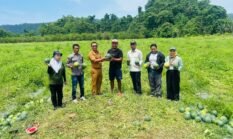 Panen Perdana 10 Ton Semangka, Program TEKAD Perkuat Ekonomi Petani Halteng