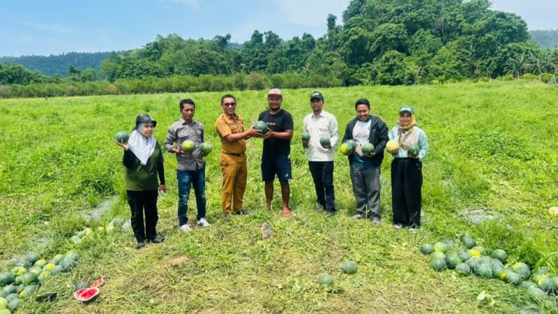 Panen perdana semangka dari lahan demplot kelompok tani Wairoro Indah. Panen ini sukses menembus 10 ton hanya dalam dua hari. || dok : Ilham/TEKAD Halteng