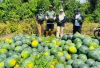 Fasilitator Kabupaten Bidang Pengembangan Ekonomi, Adam Basirun, serta fasilitator Kecamatan Weda Selatan, Rukmana dan Harmiyati bersama ketua kelompok Demplot usai melaksanakan panen kedua buah semangka. || dok : Kasedata
