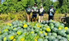 Panen Kedua Tembus 17,5 Ton, Petani Wairoro Indah Raup Rp 193 Juta