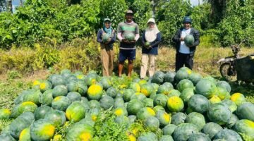 Fasilitator Kabupaten Bidang Pengembangan Ekonomi, Adam Basirun, serta fasilitator Kecamatan Weda Selatan, Rukmana dan Harmiyati bersama ketua kelompok Demplot usai melaksanakan panen kedua buah semangka. || dok : Kasedata