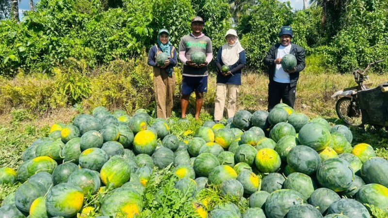 Fasilitator Kabupaten Bidang Pengembangan Ekonomi, Adam Basirun, serta fasilitator Kecamatan Weda Selatan, Rukmana dan Harmiyati bersama ketua kelompok Demplot usai melaksanakan panen kedua buah semangka. || dok : Kasedata